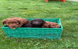 Cockapoo dogs for sale: Stunning toy size F1 cockapoo puppies - Image 21