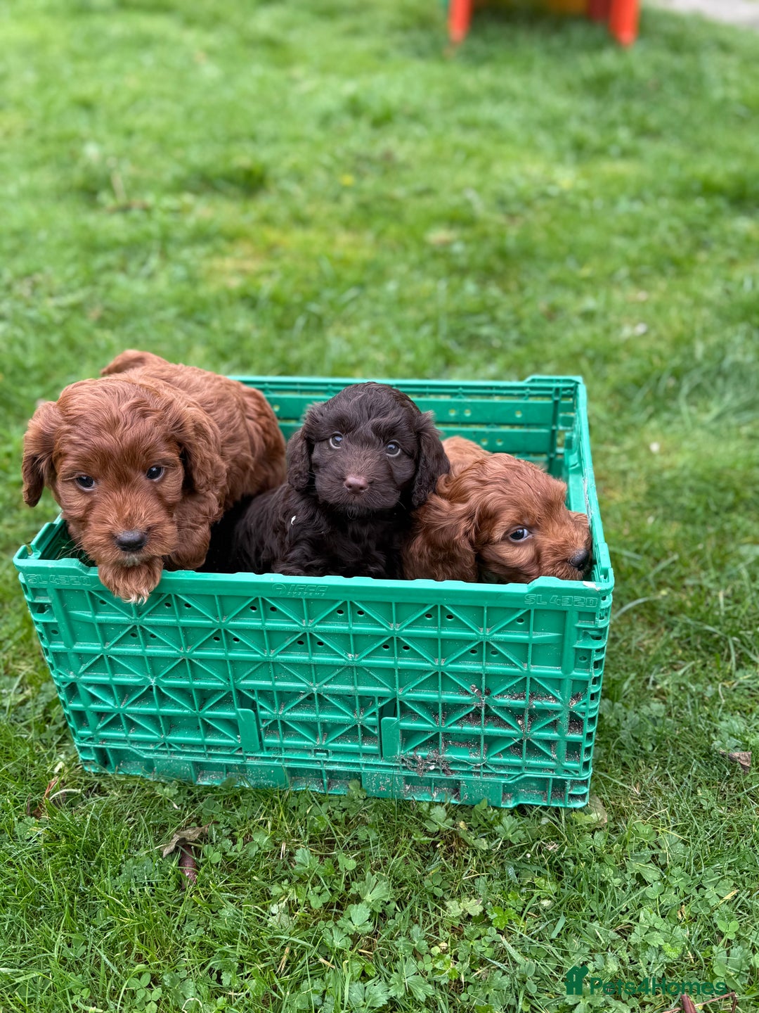 Cockapoo dogs for sale: Stunning toy size F1 cockapoo puppies - Image 21