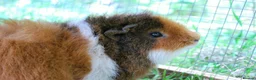Guinea Pig rodents for sale: 2 x Male bonded pair  in Northampton - Advert 2