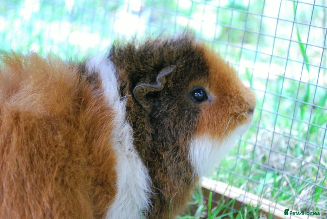 Guinea Pig rodents for sale: 2 x Male bonded pair  in Northampton - Advert 2