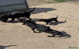 Labrador Retriever dogs for sale: 5 Labrador puppies for sale  - Image 10