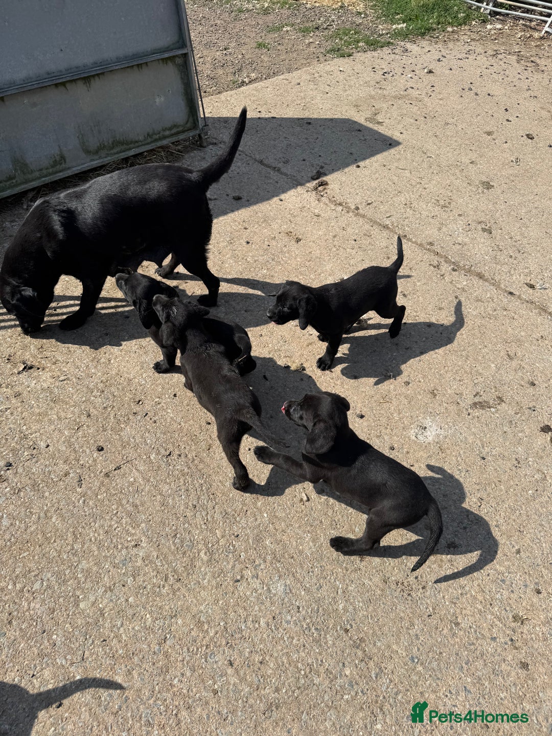 Labrador Retriever dogs for sale: 5 Labrador puppies for sale  - Image 10