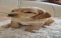 Cocker Spaniel dogs for sale: Beautiful and sweet puppy😊 - Image 25