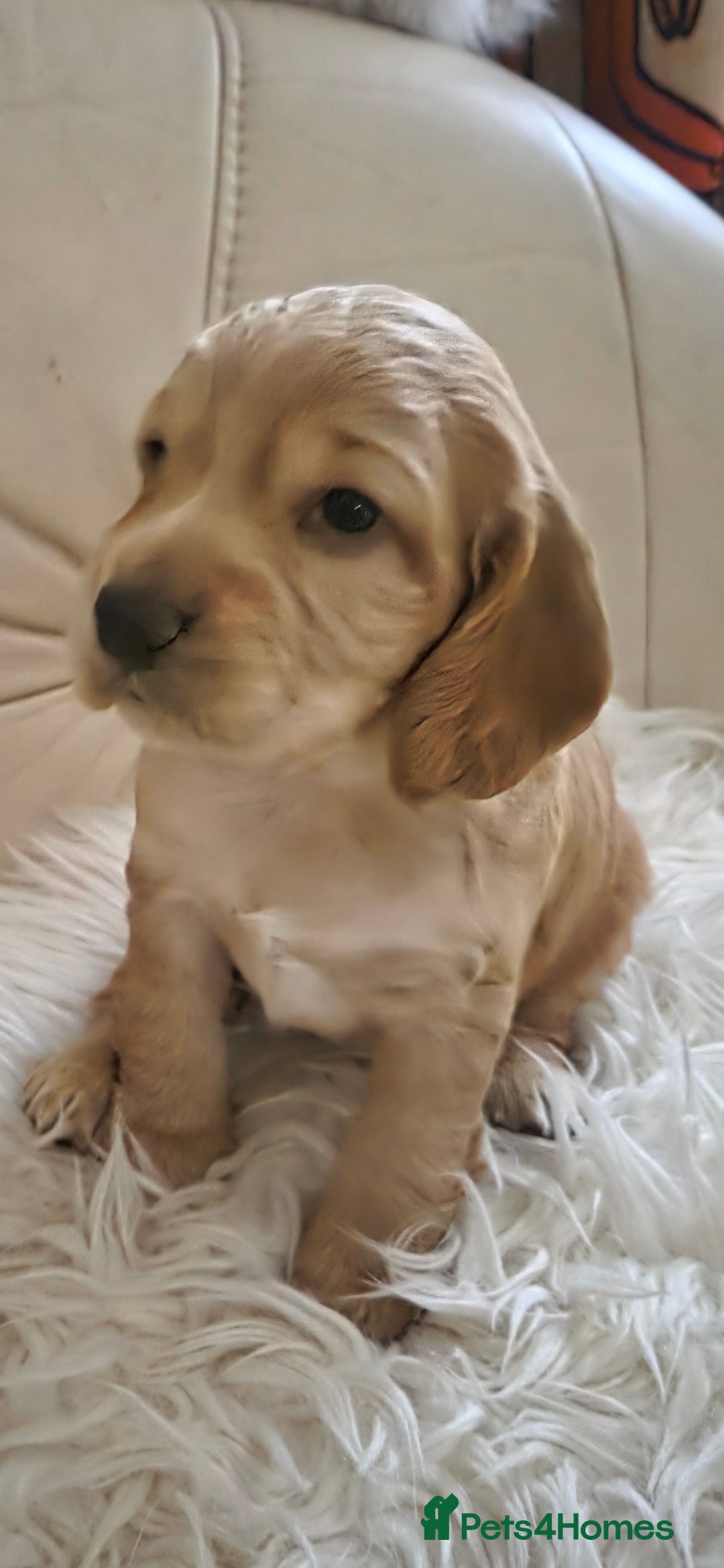 Cocker Spaniel dogs for sale: Beautiful and sweet puppy😊 - Image 25