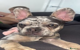 French Bulldog dogs for sale: French bulldog  - Image 5
