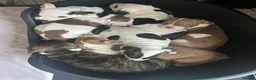 Mixed Breed dogs for sale: ⭐️Ready to leave⭐️ Beautiful Bully x staffy pups - Advert 17