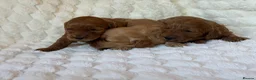 Mixed Breed dogs for sale: 🌟 MALTIPOO X COCKAPOO PUPPIES 🌟  - Advert 13