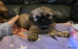 Shih Tzu dogs for sale: A girl and a boy - Image 4