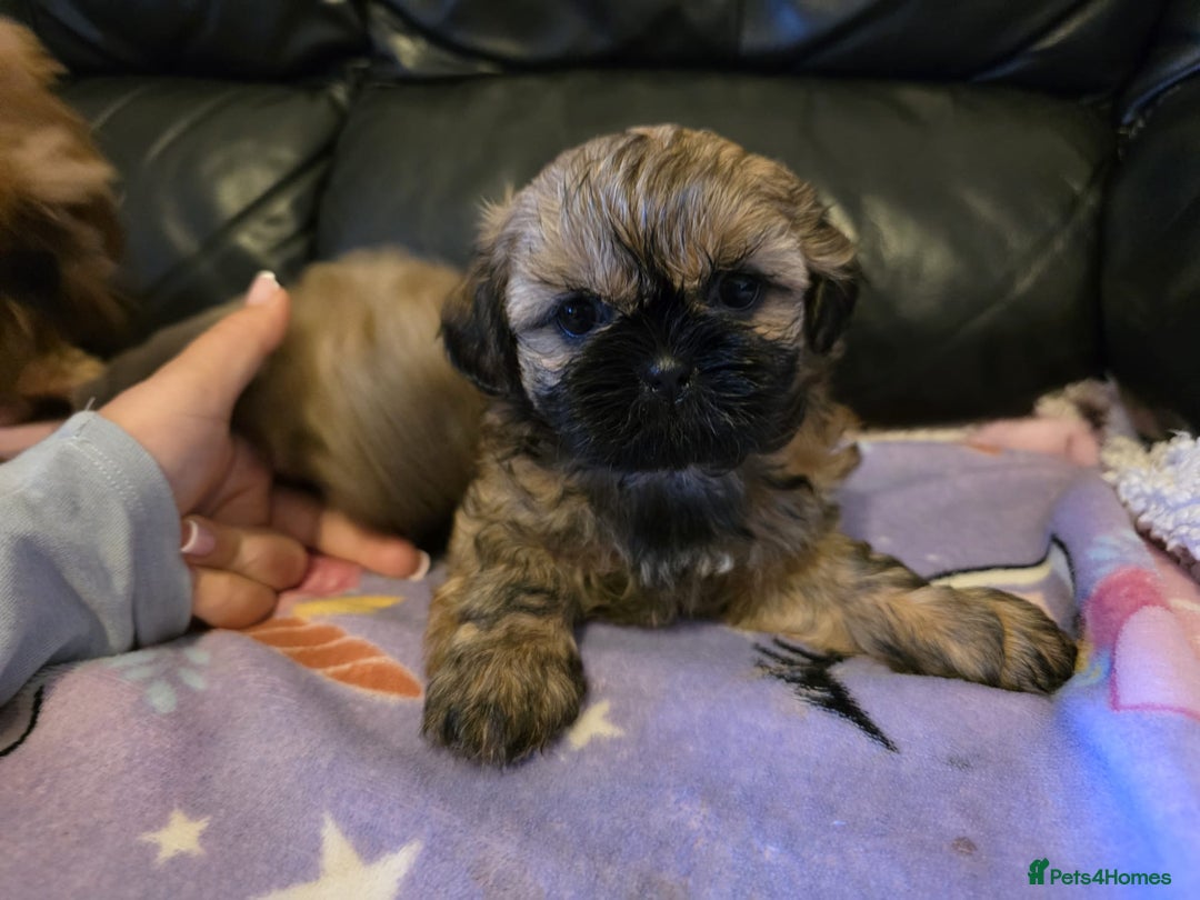 Shih Tzu dogs for sale: A girl and a boy - Image 4