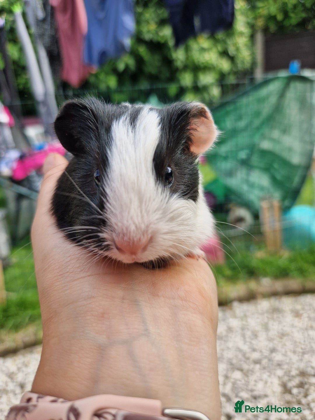 Guinea Pig rodents for sale: 2 beautiful babies arrive reserve Now  in Darwen - Image 28
