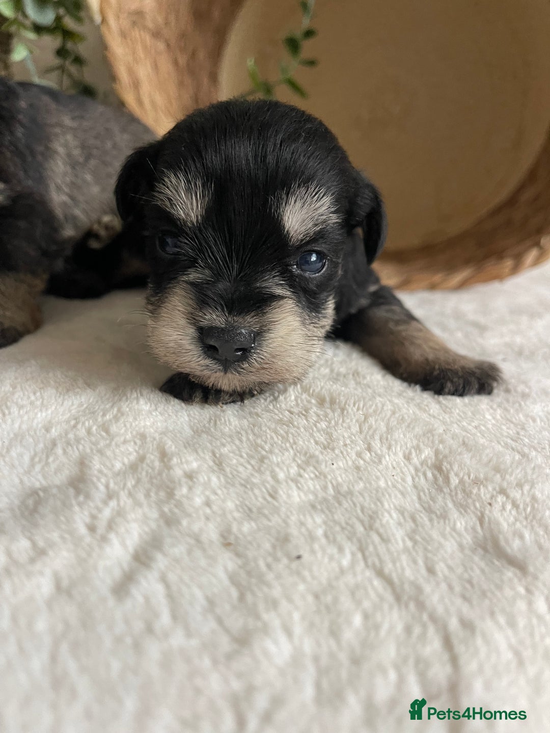 Miniature Schnauzer dogs for sale: STUNNING DNA TESTED MINI SCHNAUZER  - Advert 7