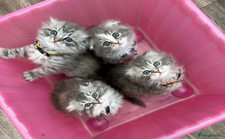 Scottish Fold cats - Advert 16