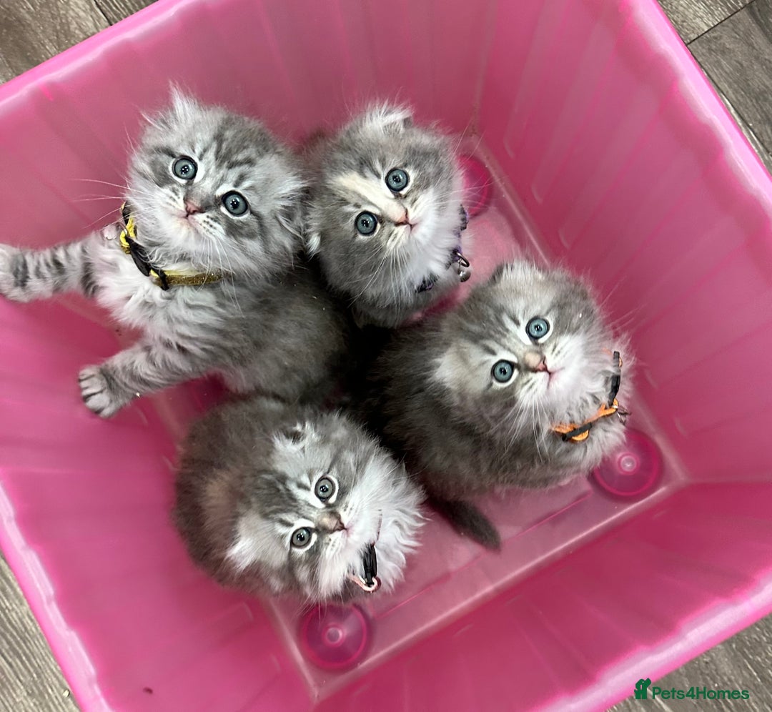 Scottish Fold cats for sale: Stunningly beautiful Scottish Fold x Ragdoll  - Image 1