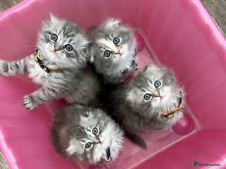 Scottish Fold cats - Advert 30