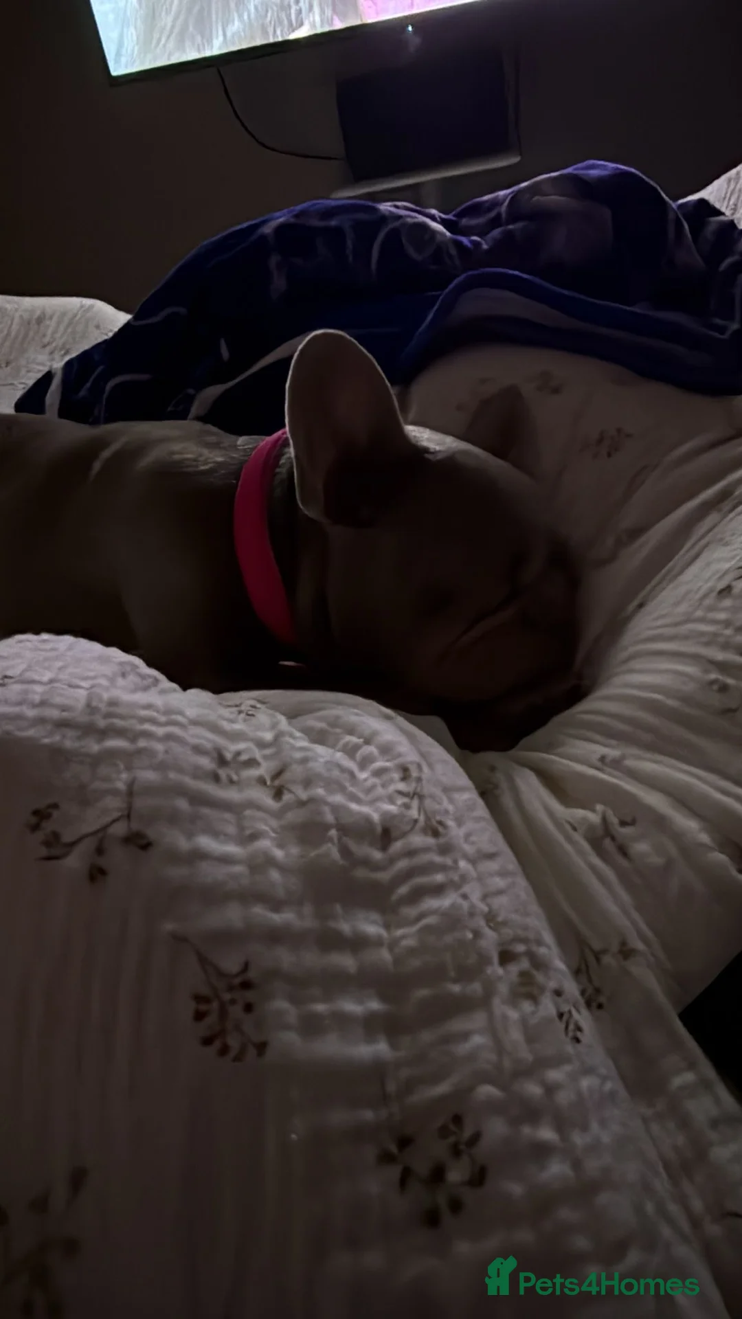 French Bulldog dogs for sale: French Bulldog Girl - Advert 7