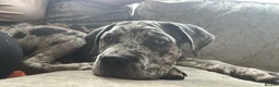 Cane Corso dogs for sale: 6 Month Old Cane Corso Girl - Advert 6