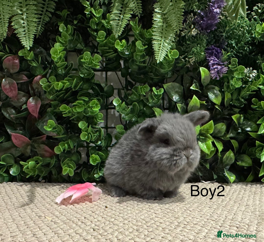 Mini Lop rabbits for sale: ⭐️ mini lops ⭐️ ready to reserve  - Advert 3