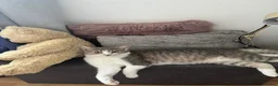 Mixed Breed cats for sale: Home for Leo  - Advert 4