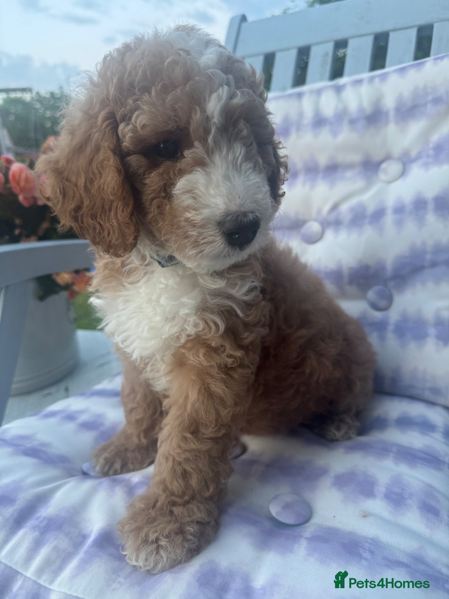Australian Labradoodle dogs Australian Labradoodle Puppies - Advert 2