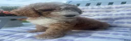 Australian Labradoodle dogs for sale: Australian Labradoodle Puppies - Ready to Leave - Advert 3