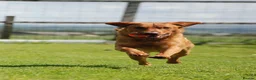 Labrador Retriever dogs for stud: Fully Health Tested Red Fox Lab Stud - Advert 9