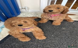 Goldendoodle dogs for sale: Top Quality Goldendoodle x Australian labradoodle  in Brough - Image 11