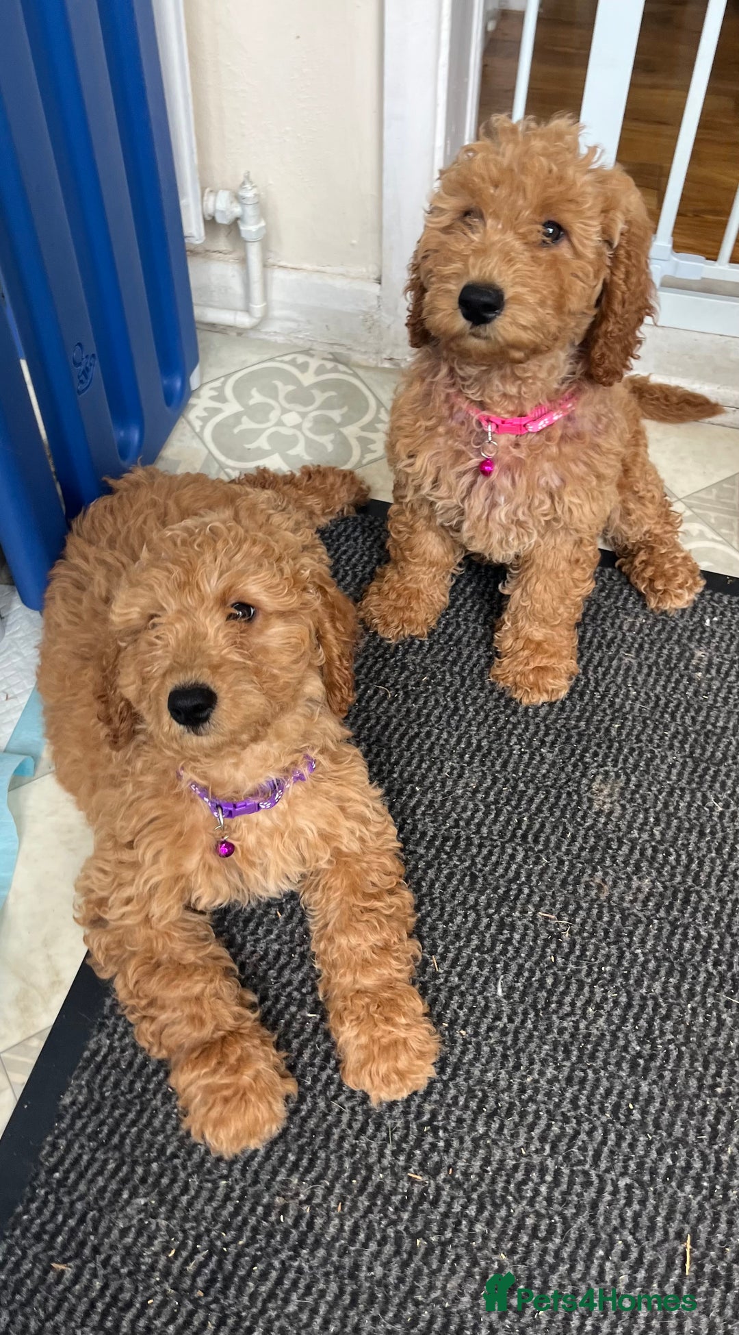 Goldendoodle dogs for sale: Top Quality Goldendoodle x Australian labradoodle  in Brough - Image 11