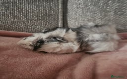 Guinea Pig rodents for sale: 2 Male Guinea Pigs (Boars) - Image 4