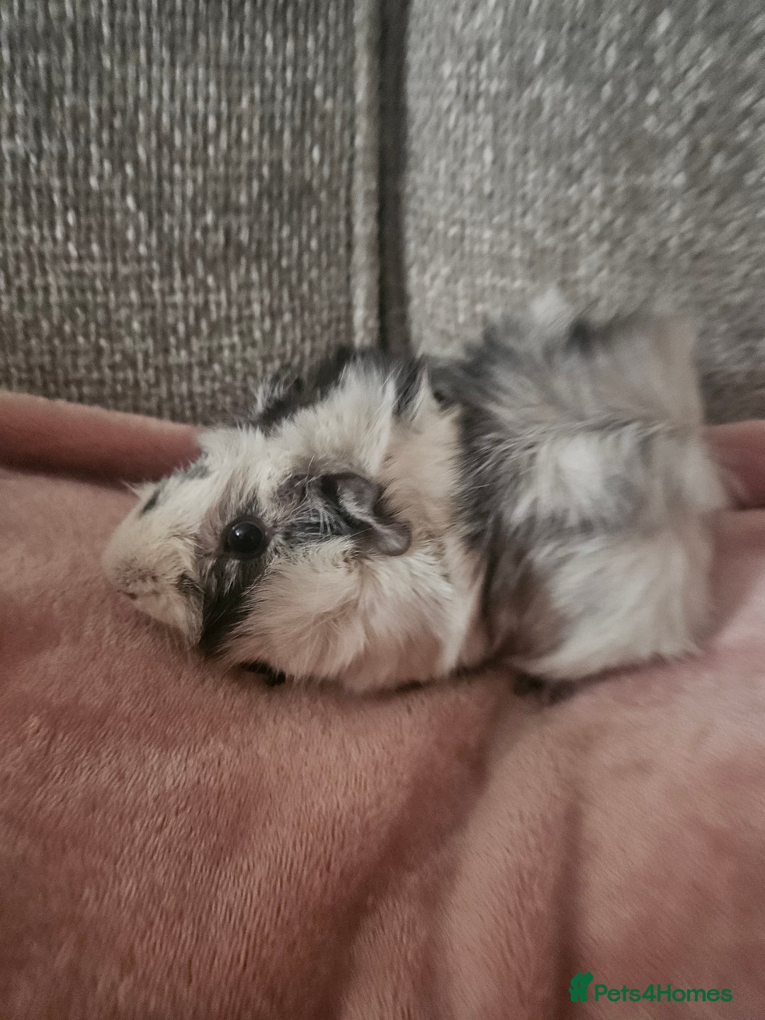 Guinea Pig rodents for sale: 2 Male Guinea Pigs (Boars) - Image 4