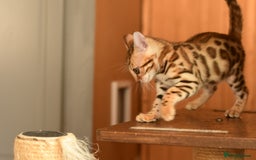 Bengal cats for sale: Show quality Bengal kittens available  - Image 18
