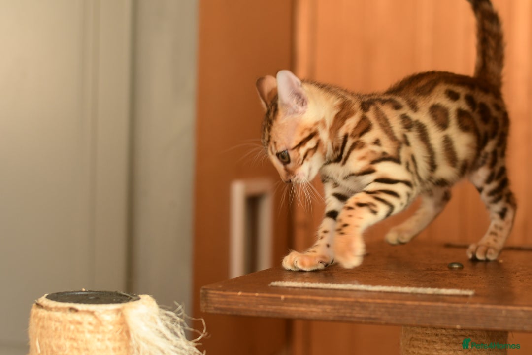 Bengal cats for sale: Show quality Bengal kittens available  - Image 18