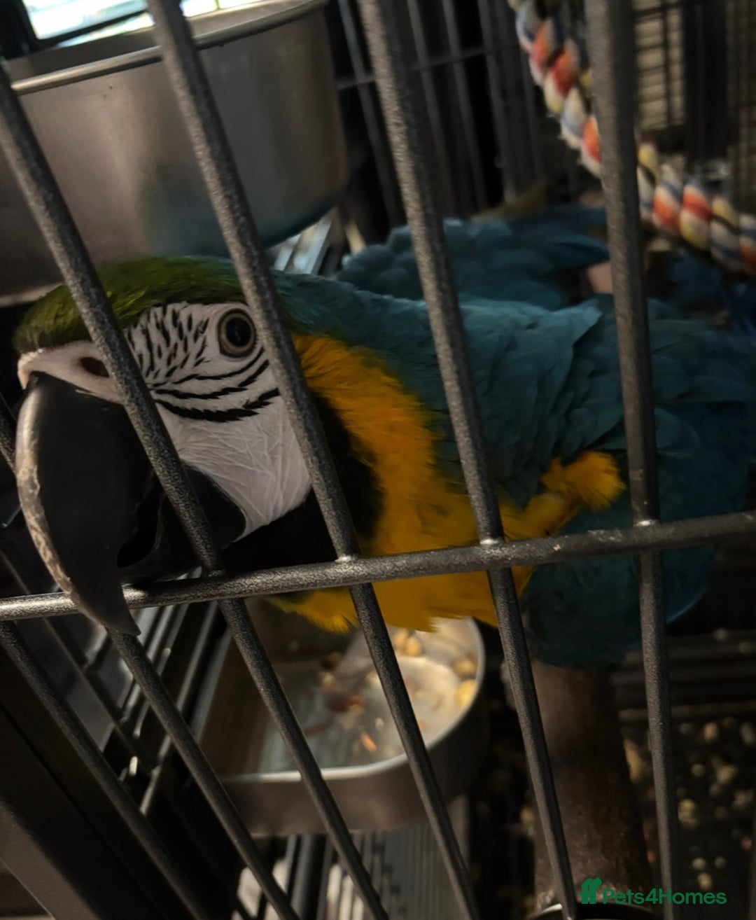 Parrots birds for sale: Blue and gold macaw  - Advert 3