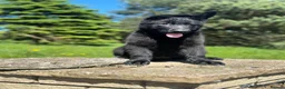 German Shepherd dogs for sale: German shepherd puppy  - Advert 9