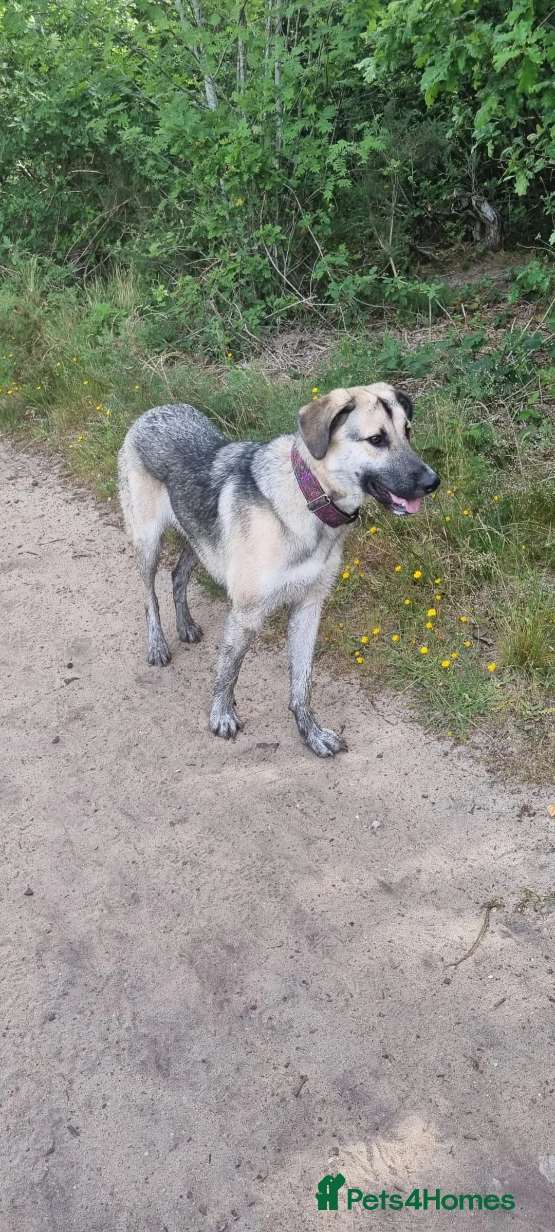 Mixed Breed dogs for adoption: Mushroom needs a new home! in Bordon - Advert 2