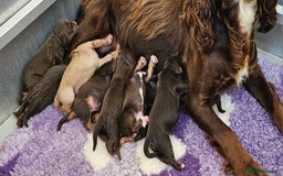 Cocker Spaniel dogs for sale: 8 AMAZING KC REG WORKING COCKER SPANIEL PUPPIES - Image 33