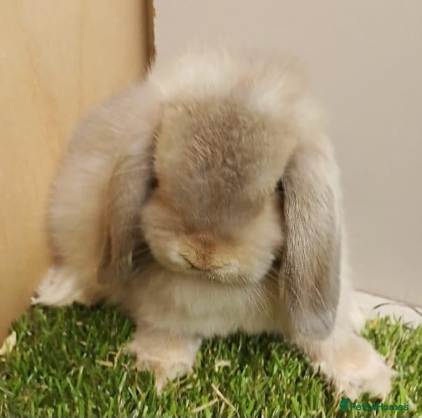 Mini Lop rabbits Vaccinated Mini Lops – Loving Homes Wanted - Advert 1