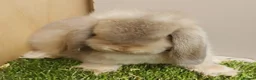 Mini Lop rabbits for sale: Vaccinated Mini Lops – Loving Homes Wanted - Advert 1