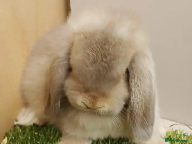 Mini Lop rabbits for sale: Vaccinated Mini Lops – Loving Homes Wanted - Advert 1