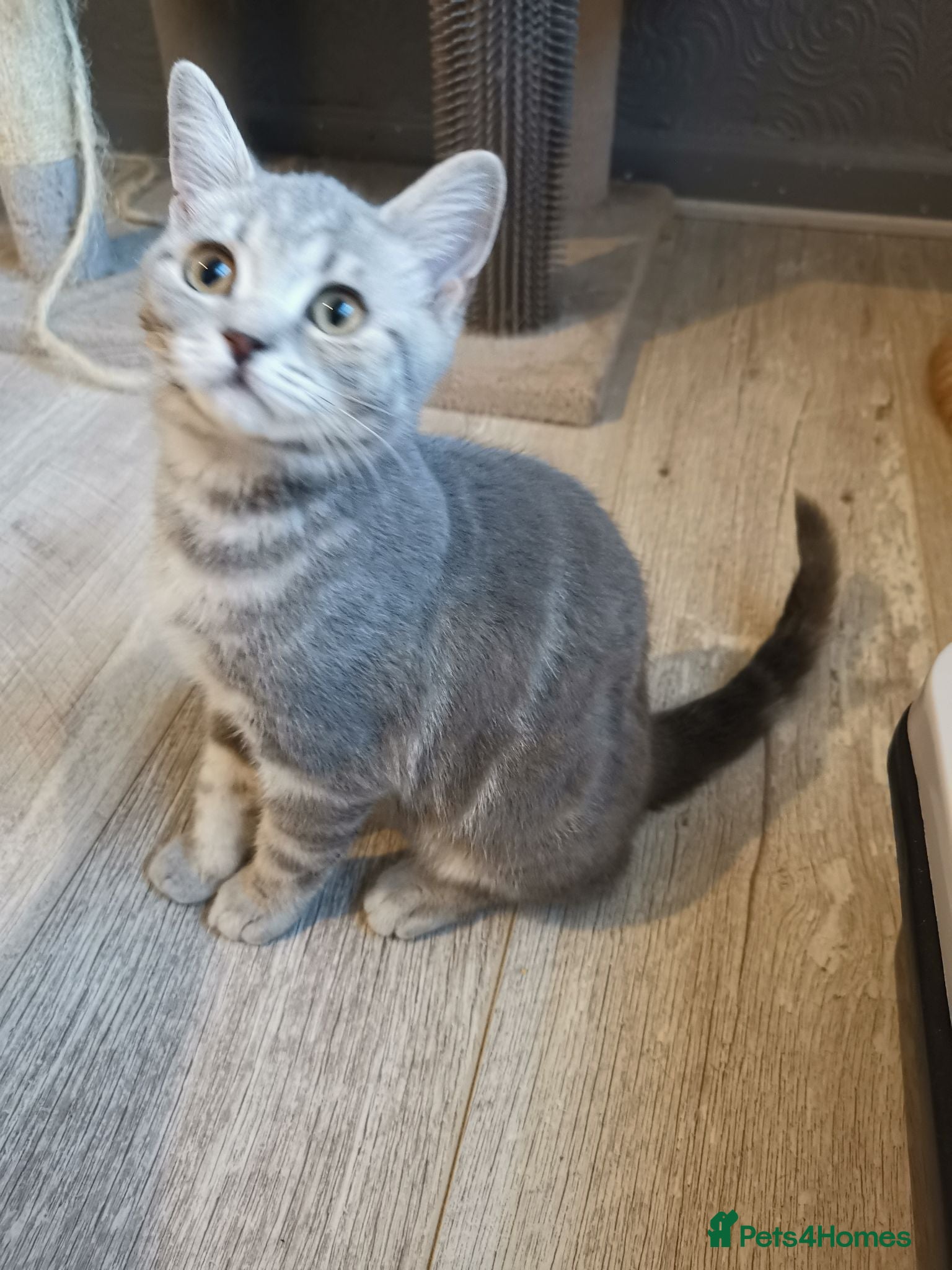 British Shorthair cats Lovely GCCF pedigree Blue Tabby BSH Boy ready now - Advert 2