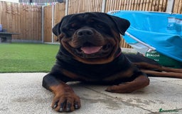 Rottweiler dogs for stud: Stunning Rottweiler for stud.  - Image 5