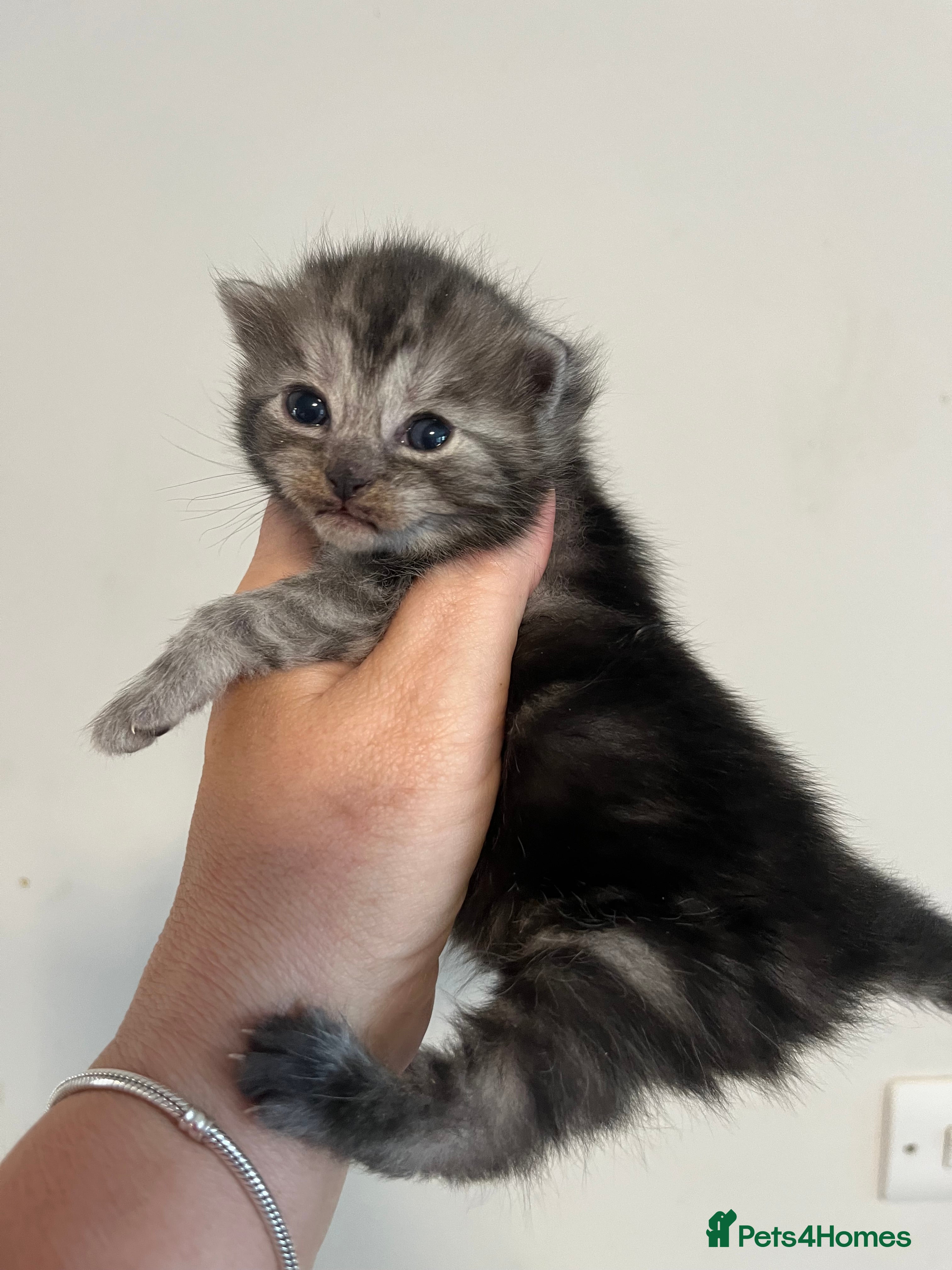 Maine Coon cats Maine coon kittens  - Advert 2