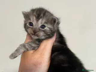 Maine Coon cats Maine coon kittens - Advert 2