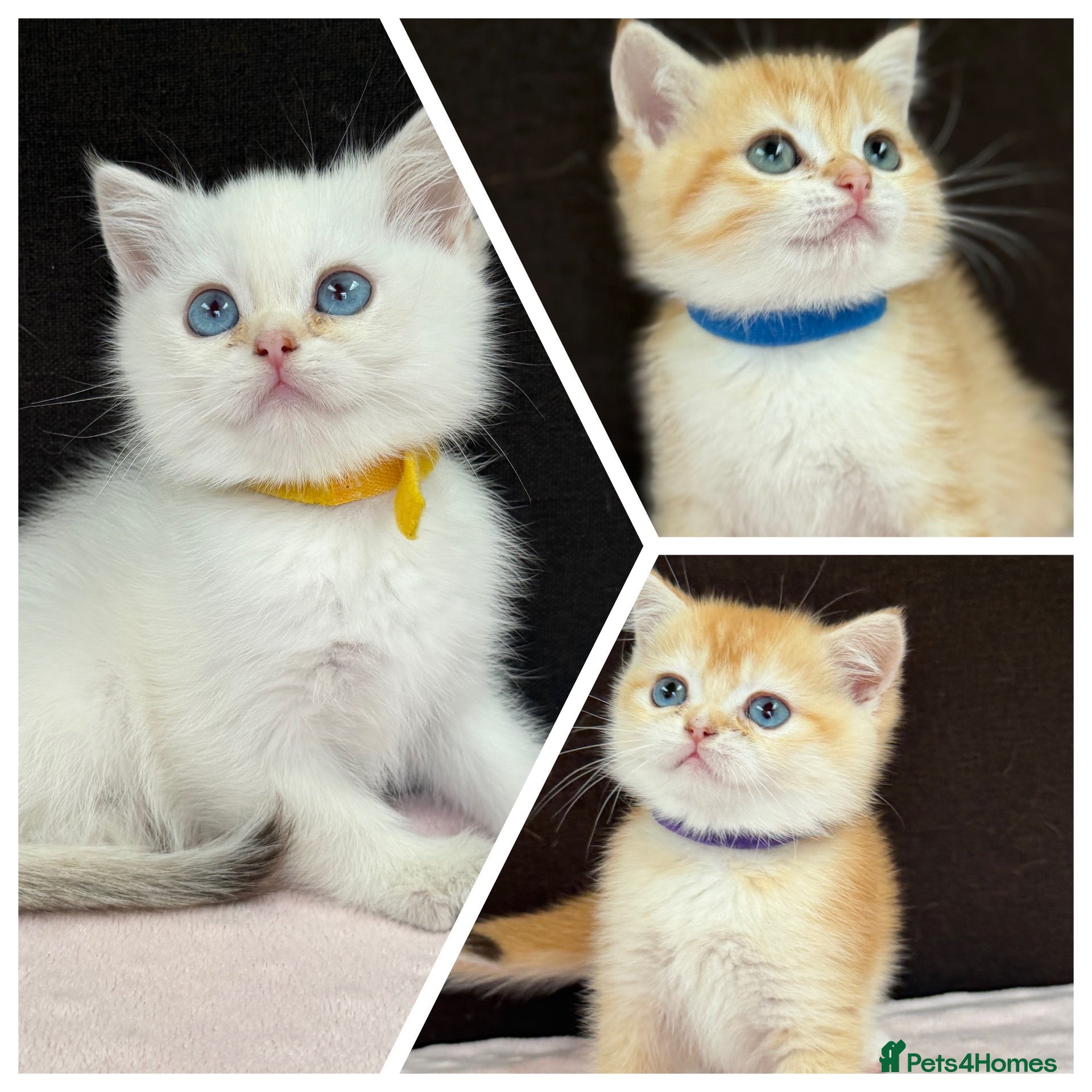 British Shorthair cats British shorthair golden kittens TICA - Advert 7