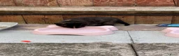 Mixed Breed cats for sale: Kittens - Advert 8