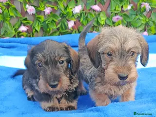 Dachshund dogs READY MINI WIRE DAXI KC REG LAFORA CLEAR - Advert 6