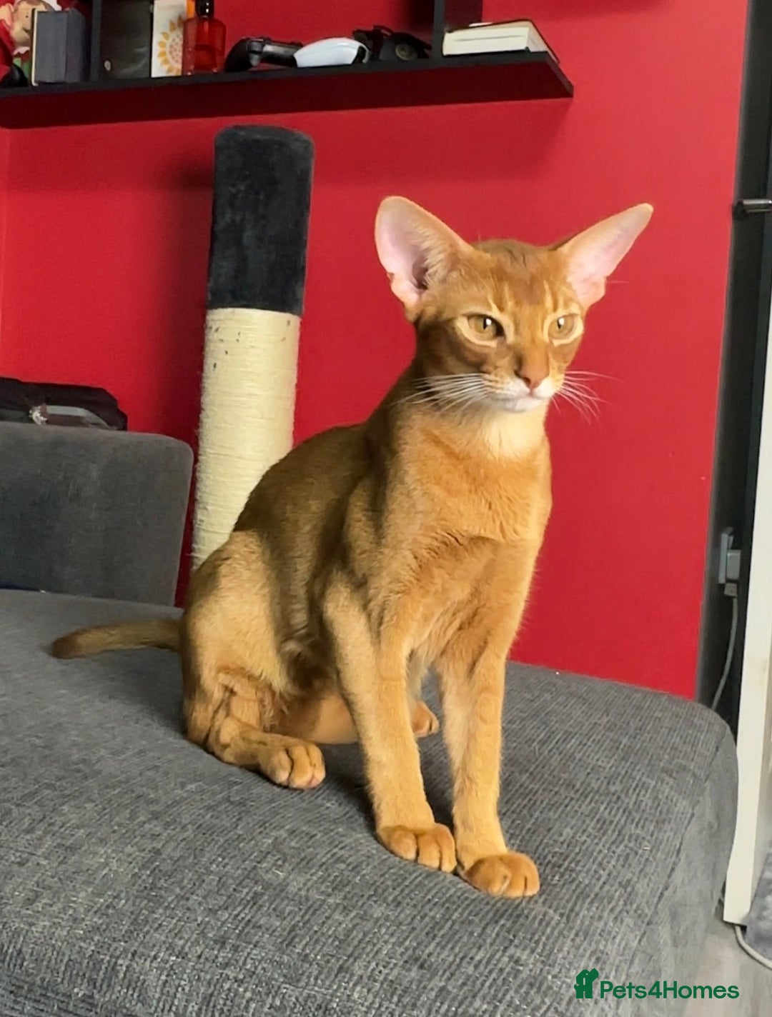 Abyssinian cats for sale: 1 sorrel Abyssinian Kitten left , Champion Line  - Advert 1