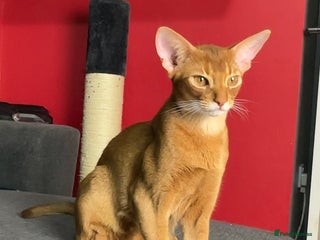Abyssinian cats 1 sorrel Abyssinian Kitten left , Champion Line - Advert 2