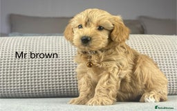 Maltipoo dogs for sale: STUNNING BOYS AND GIRL. DNA TESTED CLEAR FATHER - Image 4