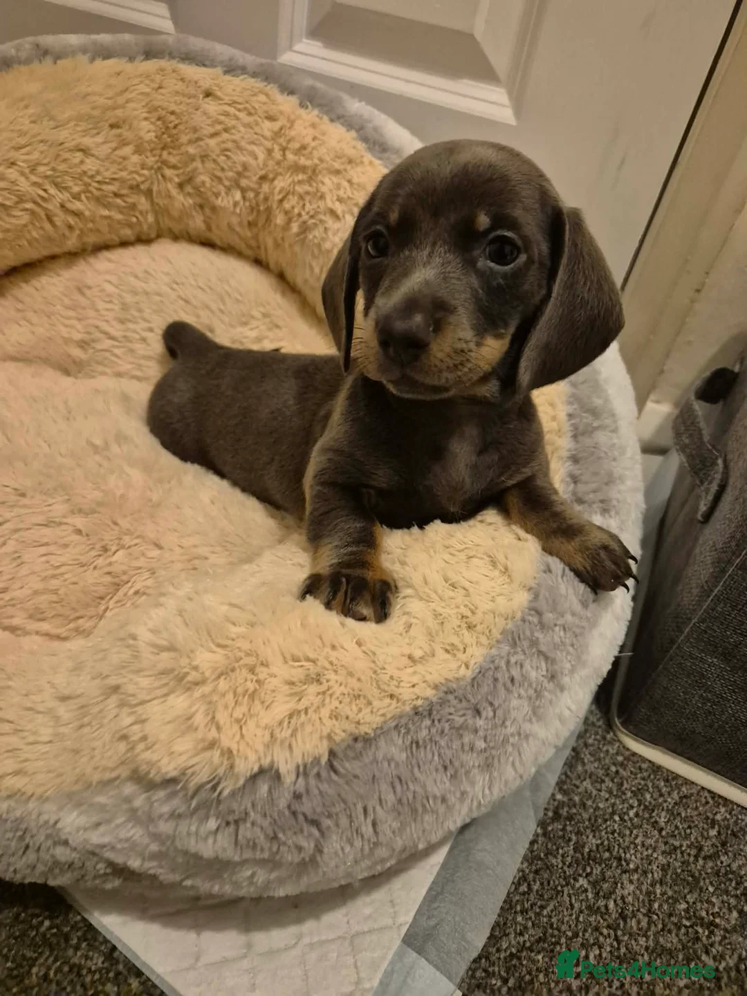Miniature Dachshund dogs for sale: KC Dachshund puppies  - Advert 18