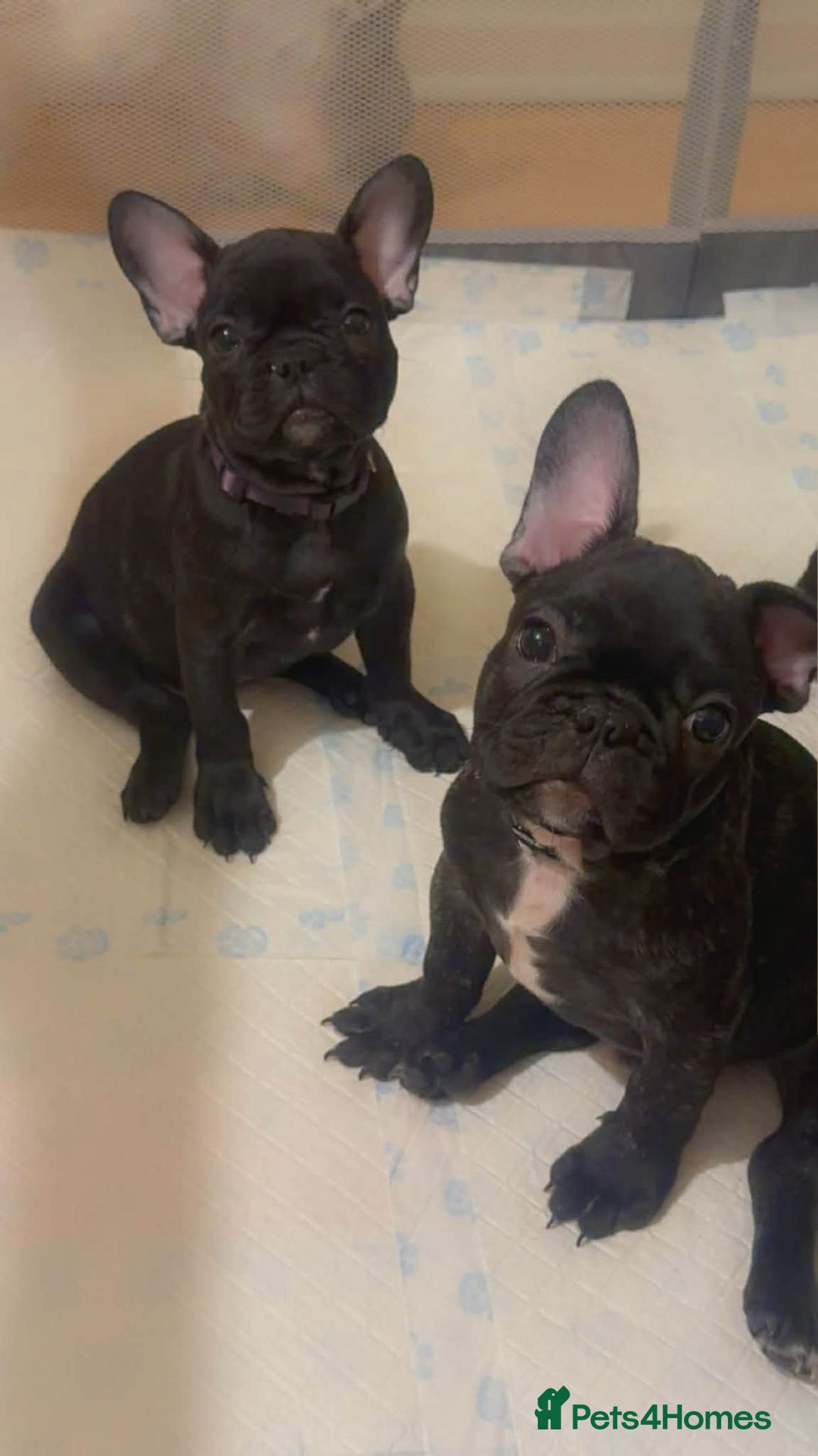 French Bulldog dogs for sale: French puppies  - Advert 35